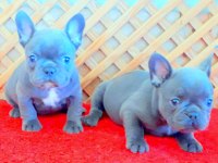 BLUE QUAD FRENCH BULLDOG YAVRULAR İZMİR