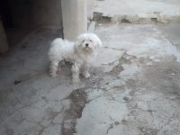 Terrier cinsi dişi köpeğimiz