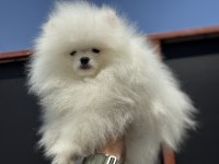 Fcı Export sçr li pomeranian yavrular petmode den