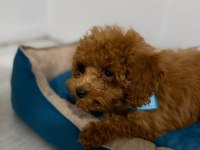 Erkek Toy poodle