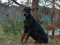 A CLASS FCI KIF ŞECERELİ DOBERMAN SON YAVRU