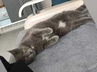 Russian blue 1.5 yaşında dişi