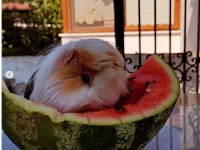 Erkek guinea pigimi çiftleştirmek istiyorum :)