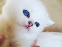 Ev ortamın da büyütülmüş british shorthair pofidikler