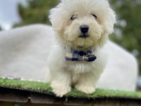 Safkan maltese terrier