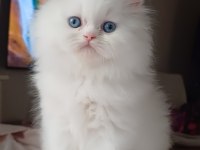 Sağlıklı üst kalite british longhair yavrular