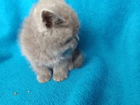 British shorthair bal gözlü yavrular