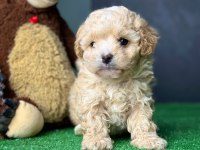Bu güzel maltipoo bebekler sizin olabilir