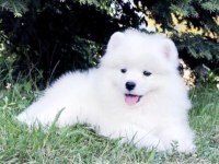 Samoyed Saf Irk