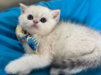 British Shorthair Silver Erkek Yavrumuza Yuva Uyguna