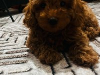 Red Brown Sağlıklı Toy Poodle Yavrumuz