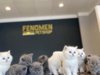 10 yeni Brıtısh yavrular Ankara mağazamızda görün 