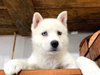 YAKIŞIKLI HUSKY SİBİRYA KURDU YAVRULARIMIZ