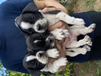 BODRUMDAN ORJİNAL FRANSIZ BULLDOG KÖPEKLER