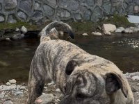 Yavru Safkan Dişi Presa Canario