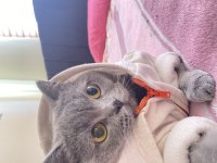 British shorthair 3 yaşında dişi