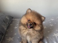 2 AYLIK POMERANİAN BOO