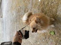 Uygun puana sahiplendirilecek pomeranian boo