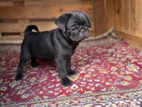 Sağlıklı pug yavrular