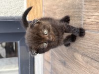 British Shorthair Sağlıklı 6 Yavru