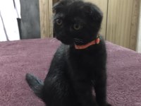 Yavru scottish fold