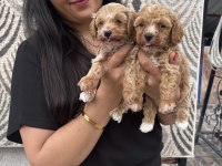 Ufacık maltipoo yavrularım