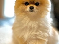 POMERANİAN BOO YAVRULARI