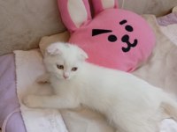 Scottish fold kedimi