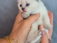 Scottish fold blue point