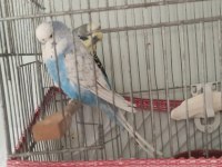 Hazır çift show jumbo