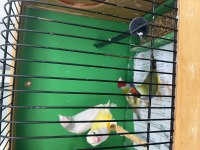 Goldian finch hazır takım