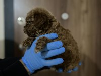 Ev ortamından sağlık ırk garantili poodle bebekler