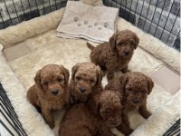 Dişi Ve Erkek Toy Poodle Yavrular