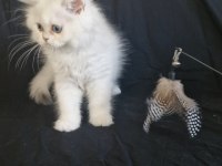 Kalıcı mavi göz pamuk bir erkek kedimiz