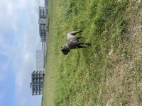 Cane corso 7 aylık