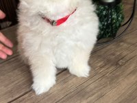 Pomeranian Boo Köpeği
