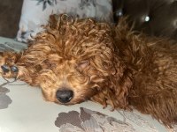 Minik Poodle Kardeşler