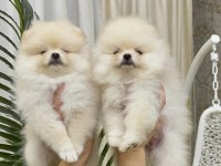 Boo Pomeranian Garantili Çiftliğimizden Yavrularımız