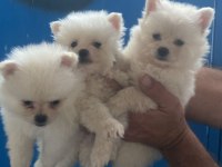 Pomeranian Yavrular Irk Sağlık Garantili