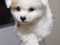 Pomeranian Boo Erkek Ve Dişi Yavrularımız