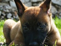 Belçika Kurdu Malinois 2 - 2.5 Aylık Erkek ve Dişi