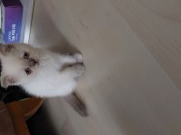 Yavru scottish fold kedilerim