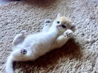 Saf Kan Golden British Shorthair Yavrular (Wcf kayıtlı)