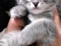 scottish fold kırık kulaklı güzel kızlarım