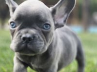 Blue French Bulldog Yavruları