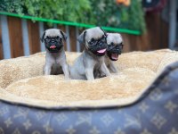 SAFKAN PUG YAVRULAR