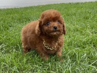 17 cm garantili teddy surat kore erkek yavru