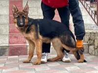 ORJİNAL SHOWLİNE ALMAN KURDU FCİ ŞECERELİ KÖPEĞİMİZ