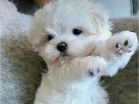 Maltese terrier