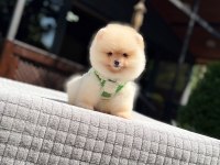 Süper kalite Pomeranian Boo